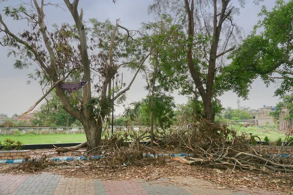 2020年5月31日 印度西孟加拉邦豪拉 超级气旋Amphan将倒下并堵塞人行道的树木连根拔起 毁坏使许多树倒在地上 气候变化 — 图库照片