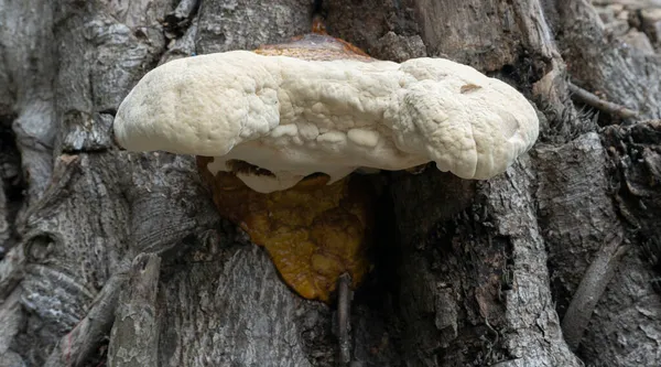 Grande Fungo Poliporoso Fungo Comum Tronco Árvore Velha Howrah Bengala — Fotografia de Stock