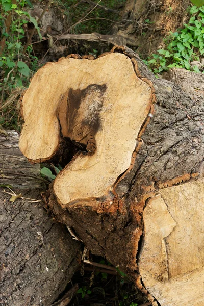 줄기를 가까이 나무들은 집니다 변화를 일으키는 웨스트 이미지 — 스톡 사진