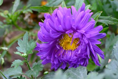 Mor Kasımpatı, genellikle anne ya da kasımpatı olarak adlandırılır, çiçek açan bitkiler. Howrah, West Bengal, Hindistan 'da çekilen güzel çiçekler.