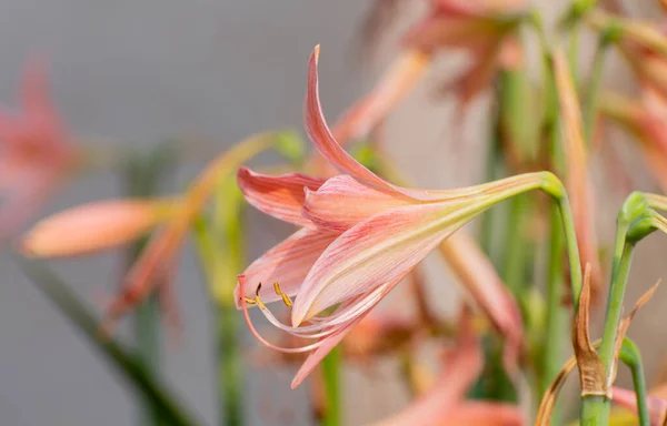 Pink Lily Flowers Lilium Género Botânico Pertencente Família Asteraceae Tiro — Fotografia de Stock