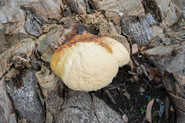 Big Polyporous Fungus Fungo Comune Sul Vecchio Tronco Albero Howrah — Foto Stock