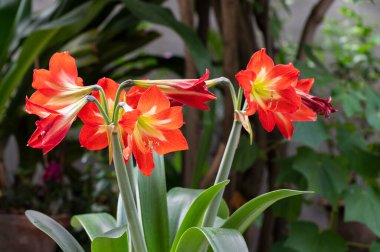 Çiçek açan portakal çiçekleri, Lilium bitkisel çiçek açan bir bitki cinsidir, hepsinde de büyük belirgin çiçekler bulunur. Howrah, West Bengal, Hindistan 'da çekilmiş.