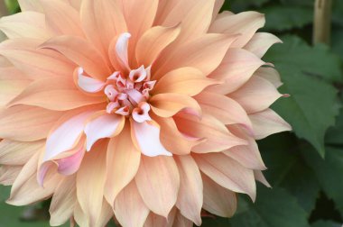 Çalı, tüberküloz, bitkisel bitkilerden Dahlia çiçekleri. Howrah, Batı Bengal, Hindistan.