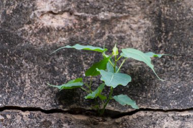 Ficus religiosa ya da eski duvarda yetişen kutsal incir ağacı. Bodhi ağacı, pippala ağacı, peepul ağacı, peepal ağacı, pipal ağacı ya da ashvattha ağacı olarak da bilinir. Howrah, Batı Bengal, Hindistan.