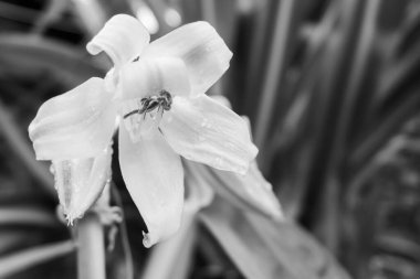 Beyaz zambak çiçekleri, Lilium Candidum, Madonna zambağı. Zambak çiçeği ve yapraklar, Howrah, Batı Bengal, Hindistan. Siyah ve Beyaz resim.