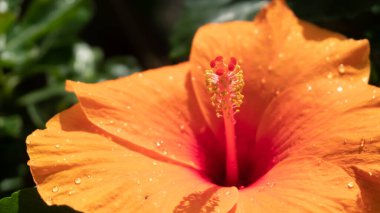 Ev bahçesindeki sarı renkli koba çiçekleri Hibiscus Rosa Sinensis 'in üzerine yağmur damlaları düşer. Howrah, Batı Bengal, Hindistan.