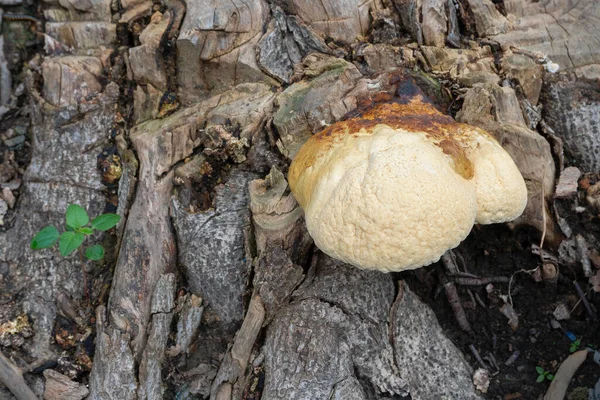 Fungo Poliporoso Fungo Comune Sul Vecchio Tronco Albero Howrah Bengala — Foto Stock