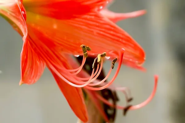 Orange Lily Flowers Lilium Género Botânico Pertencente Família Asteraceae Tiro — Fotografia de Stock