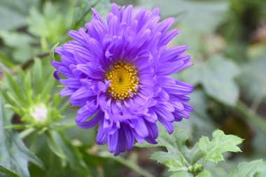 Mor Kasımpatı, genellikle anne ya da kasımpatı olarak adlandırılır, çiçek açan bitkiler. Howrah, West Bengal, Hindistan 'da çekilen güzel çiçekler.
