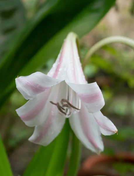 Λευκά Λουλούδια Κρίνου Lilium Candidum Κρίνο Madonna Lily Λουλούδι Και — Φωτογραφία Αρχείου