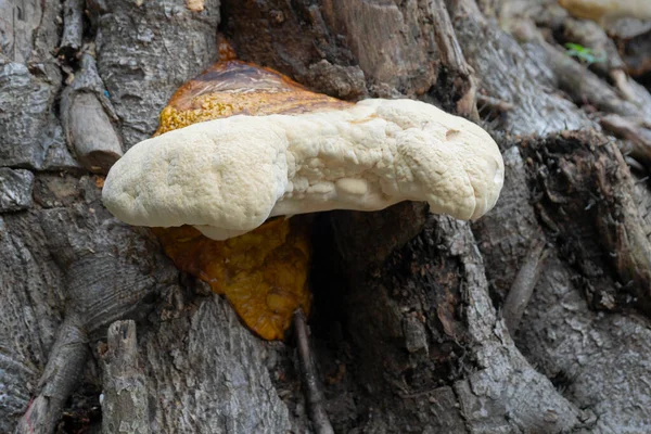 Big Polyporous Fungus Fungo Comune Sul Vecchio Tronco Albero Howrah — Foto Stock