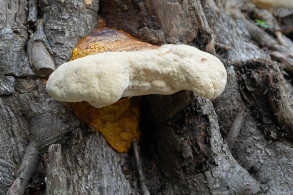 Grote Polyporeuze Schimmel Een Veel Voorkomende Schimmel Oude Boomstam Howrah — Stockfoto