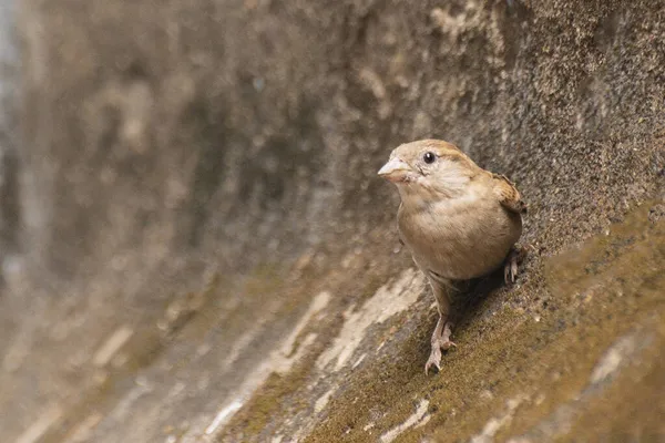Female House Sparrow Bird Passer Domesticus Bird Sparrow Family Passeridae — Stock Photo, Image