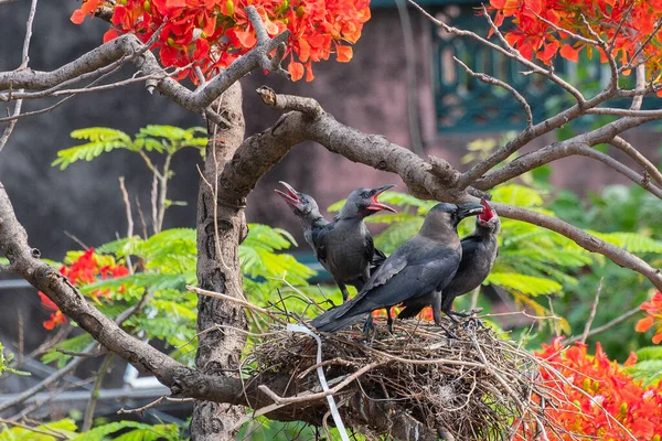 Mother House Κοράκι Corvus Splendens Πουλί Σίτιση Του Μωρού Και — Φωτογραφία Αρχείου