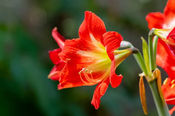 Flores Lirio Naranja Lilium Género Plantas Herbáceas Con Flores Que —  Fotos de Stock