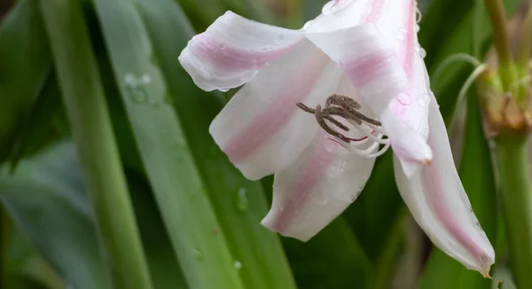 Λευκά Λουλούδια Κρίνου Lilium Candidum Κρίνο Madonna Lily Λουλούδι Και — Φωτογραφία Αρχείου