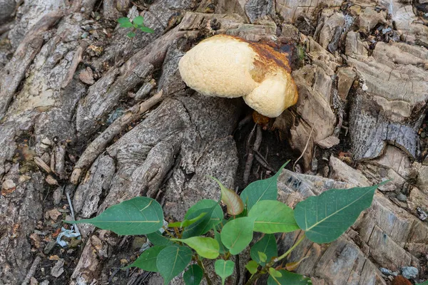 Hongos Poliporosos Hongo Común Tronco Árbol Viejo Howrah Bengala Occidental —  Fotos de Stock