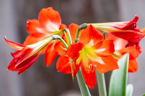 Flores Florecientes Lirio Naranja Lilium Género Plantas Herbáceas Con Flores —  Fotos de Stock