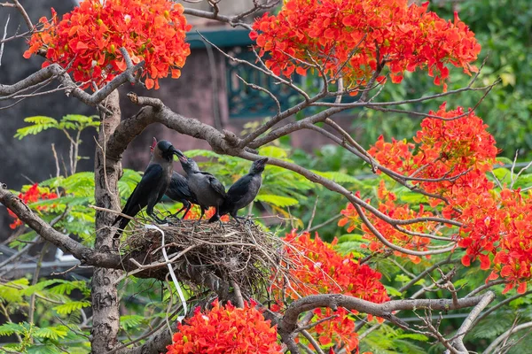 Σπίτι Κοράκι Corvus Splendens Πτηνών Που Ταΐζουν Μωρό Και Νεανικά — Φωτογραφία Αρχείου