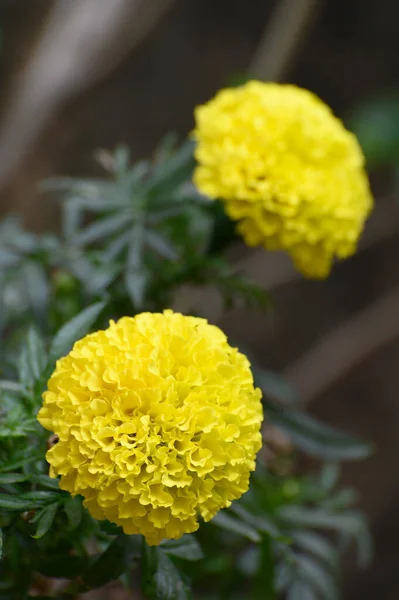 Tagetes Goudsbloem Genoemd Ganda Bloemen Het Bengaals Taal Groeien Howrah — Stockfoto