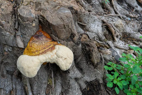 多孔質真菌 古い木の幹に共通の真菌 インドの西ベンガル州ハウラー — ストック写真
