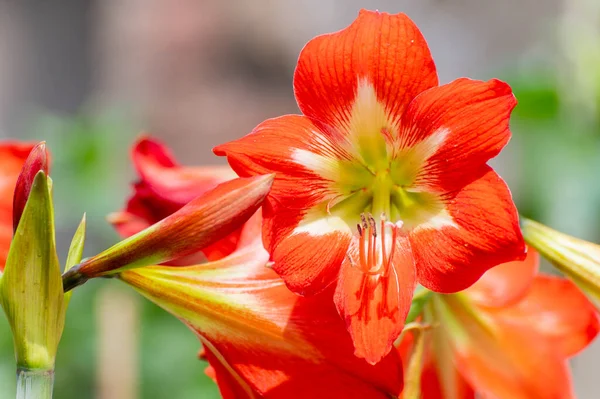 Fényes Narancs Liliom Virágok Lilium Egy Nemzetség Lágyszárú Virágzó Növények — Stock Fotó