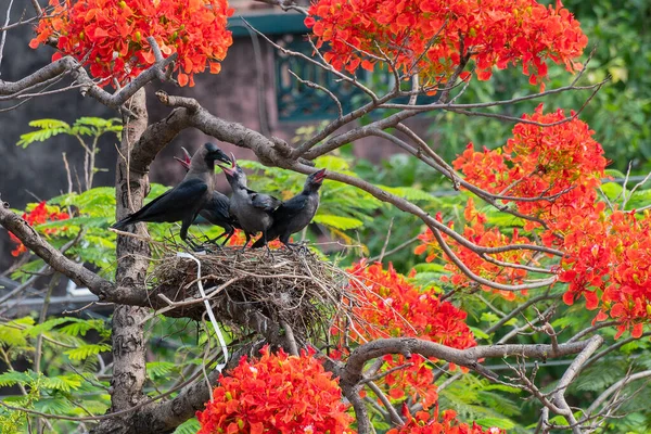 Mother House Κοράκι Corvus Splendens Πουλί Σίτιση Του Μωρού Και — Φωτογραφία Αρχείου