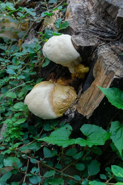 Champignon Polyporeux Champignon Commun Sur Tronc Vieil Arbre Howrah Bengale — Photo