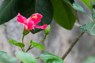 Kırmızı renkli koba, bagola joba, Hibiscus Rosa Sinensis, kendi bahçesinde. Howrah, Batı Bengal, Hindistan.
