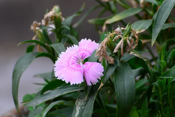 Petunienblüten Eine Blühende Pflanze Mit Bunten Blüten Howrah Westbengalen Indien — Stockfoto