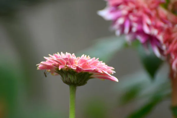 Gerbera 데이지 Daisy 속하는 식물의 속이다 색채의 웨스트 벵골의 아르에 — 스톡 사진