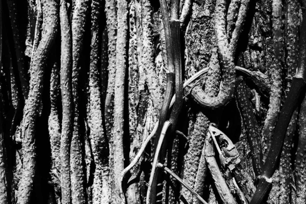 Schwarz Weiße Abstrakte Baumstammtextur Natürlicher Hintergrund — Stockfoto