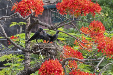 Ana Ev Kargası (Corvus) yuvada yavru kuş ve yavru kuşları besliyor. Kızılderili, gri boyunlu, Seylan ya da Colombo karga olarak bilinen kuş, karga familyasının yaygın bir kuşudur. Asya kökenli kuş.