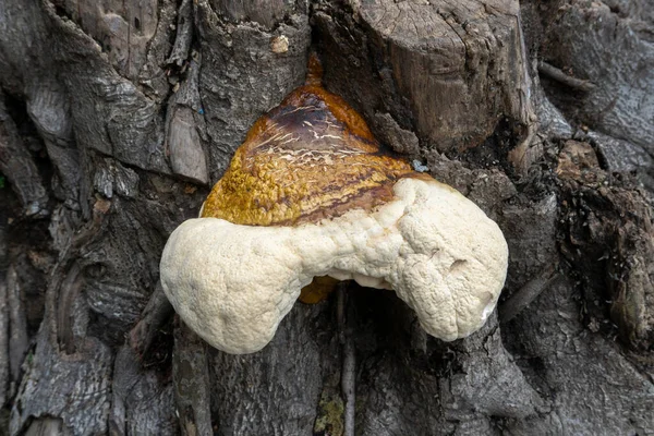 Hongos Poliporosos Hongo Común Tronco Árbol Viejo Howrah Bengala Occidental —  Fotos de Stock