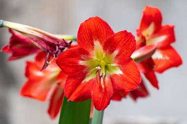 Turuncu zambak çiçekleri (Lilium), çiçekli bir bitki cinsidir. Howrah, West Bengal, Hindistan 'da çekilmiş.