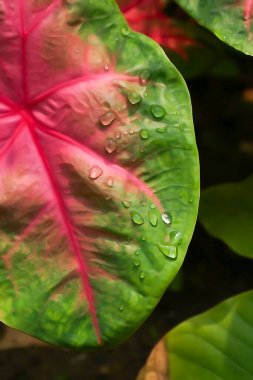 Patabahar ya da patabahari bitkisi, Codiaeum variegatum, renkli yaprakları olan güzel bir bitki. Çoğunlukla dekokartif bahçe işleri için kullanılır. Howrah, Batı Bengal, Hindistan. Dikey resim.
