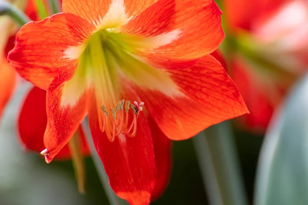 Orange Lily Flowers Lilium Género Botânico Pertencente Família Asteraceae Tiro — Fotografia de Stock