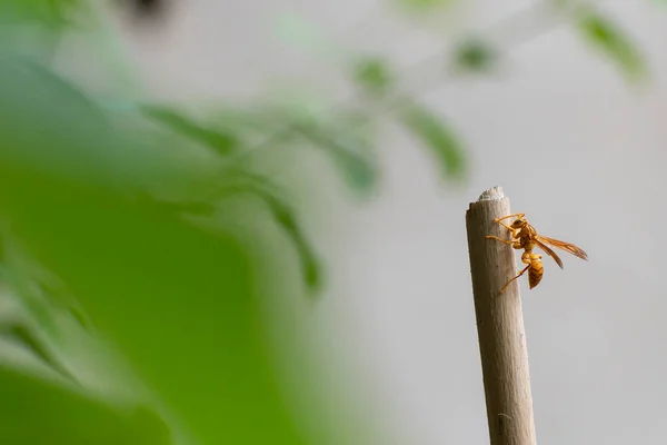 Vespula Vulgaris Known Common Wasp Hanging Stick Home Made Garden — Stock Photo, Image