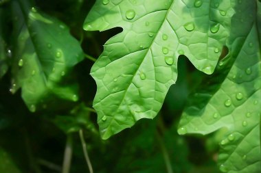 Acı Kabak Yaprakları, Uchche, Karela Pata, yapraklar. Suluboya filtresi uygulandı.