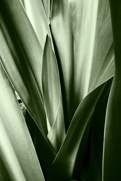 Monochroom Beeld Van Bladeren Van Lelie Bloem Plant Abstracte Natuur — Stockfoto