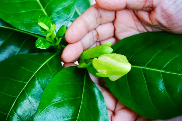 Gandhoraj flower, Gardenia jasminoides, commonly known as gardenia, is a flowering plant. Old woman showing the flower bud in her garden. Howrah, West Bengal, India