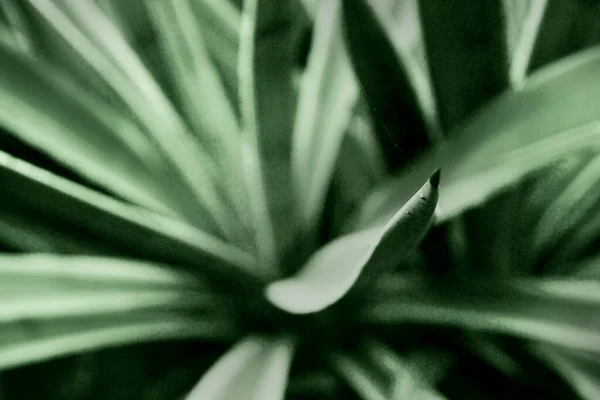 Abstracte Monochrome Cactusbladeren Howrah West Bengaals India — Stockfoto
