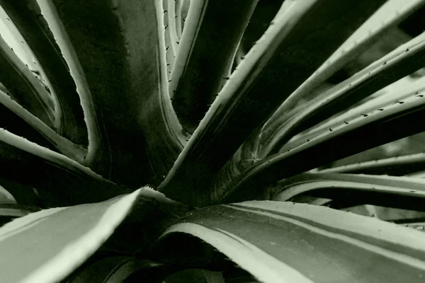 Abstracte Monochrome Cactusbladeren Howrah West Bengaals India — Stockfoto