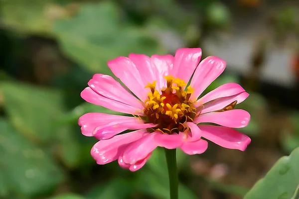 Цинния Цветок Тип Подсолнечника Heliantheae Семейство Asteraceae Растет Домашнем Саду — стоковое фото