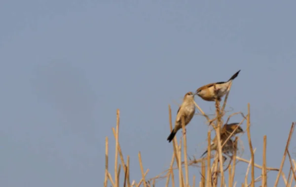 Blurred Paddyfield Pipit Anthus Novacseelandiae Καθισμένος Στο Κωπηλατικό Πεδίο — Φωτογραφία Αρχείου