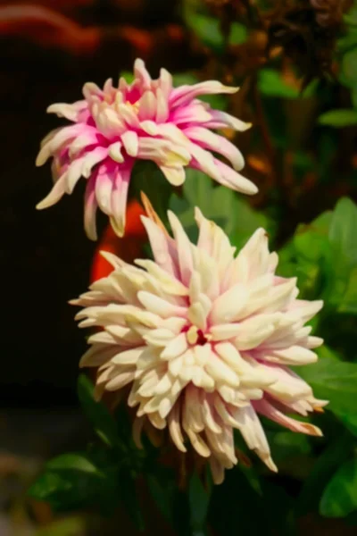 누렇게 국화라고 도하는 현화식물 피운다 웨스트 하위라 아름다운 입니다 포스트에 — 스톡 사진