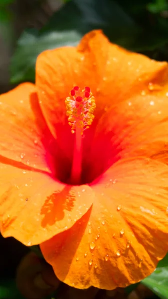 Verschwommene Regentropfen Auf Blütenblätter Der Gelb Gefärbten Hibiscus Rosa Sinensis — Stockfoto