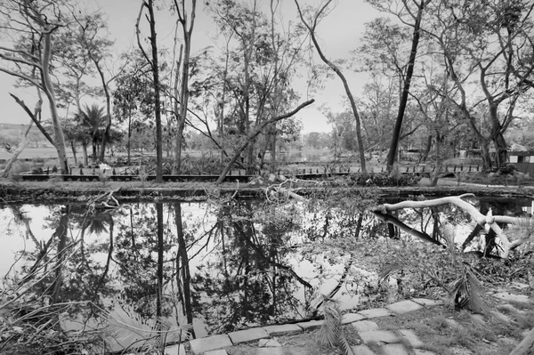 Super cyclone Amphan uprooted trees which fell on a pond. The devastation has made many trees fall. Shot at Howrah, West Bengal, India. Black and white.