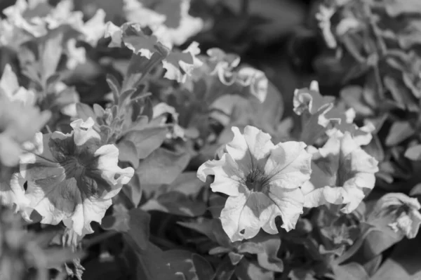 Flores Petúnia Brilhantes Pretas Brancas Uma Planta Com Flores Coloridas — Fotografia de Stock